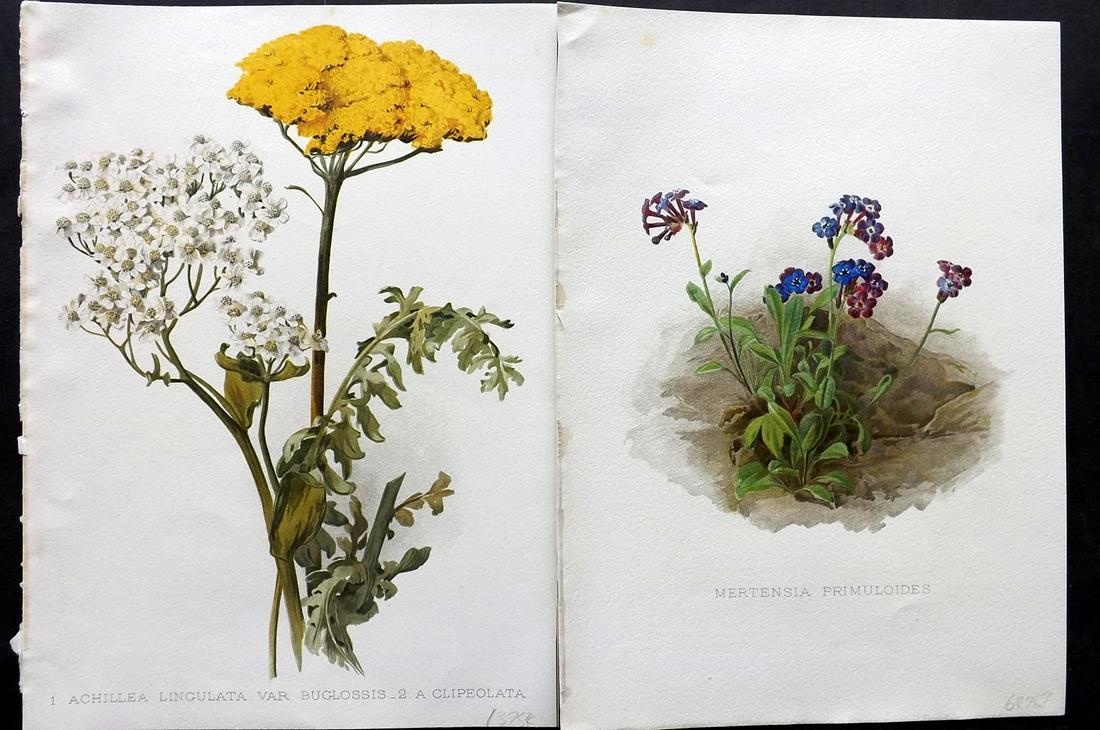 Moon, Henry 1905 Pair of Folio Botanical Prints: Chromolithographs Published 1903-05, London for "Flora and Sylva" by William Robinson. Illustrated by Henry G. Moon. Paper Size: 12.5 x 9.5 inch (32 x 24cm) Good Condition