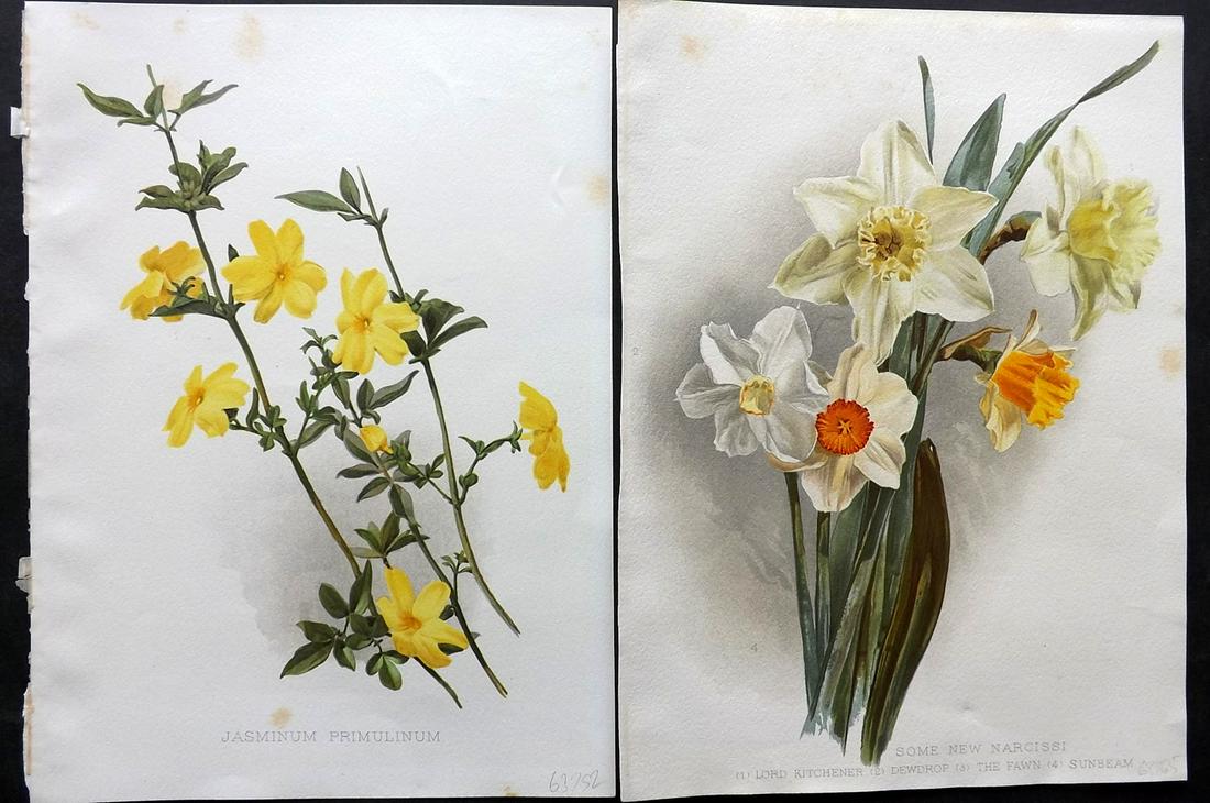 Moon, Henry 1905 Pair of Folio Botanical Prints: Chromolithographs Published 1903-05, London for "Flora and Sylva" by William Robinson. Illustrated by Henry G. Moon. Paper Size: 12.5 x 9.5 inch (32 x 24cm) Minor background toning, otherwise Good Con