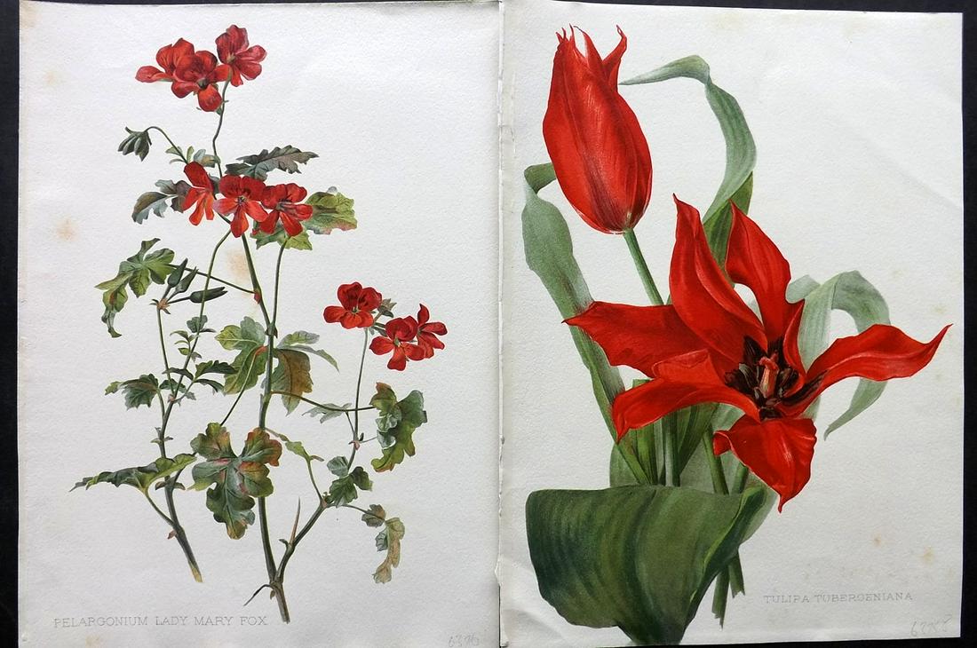 Moon, Henry 1905 Pair of Folio Botanical Prints (1 of 2)