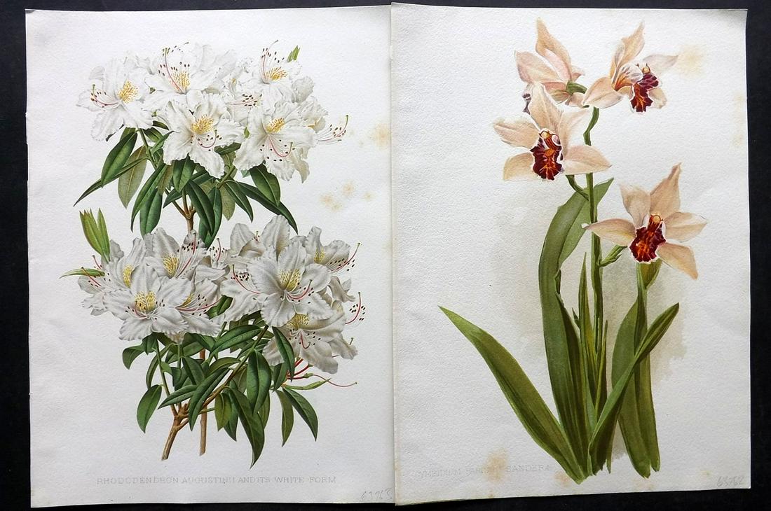Moon, Henry 1905 Pair of Folio Botanical Prints: Chromolithographs Published 1903-05, London for "Flora and Sylva" by William Robinson. Illustrated by Henry G. Moon. Paper Size: 12.5 x 9.5 inch (32 x 24cm) Minor background toning, otherwise Good Con