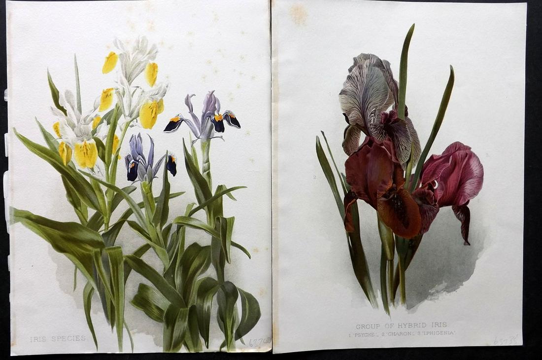 Moon, Henry 1905 Pair of Folio Botanical Prints: Chromolithographs Published 1903-05, London for "Flora and Sylva" by William Robinson. Illustrated by Henry G. Moon. Paper Size: 12.5 x 9.5 inch (32 x 24cm) Minor background toning, otherwise Good Con
