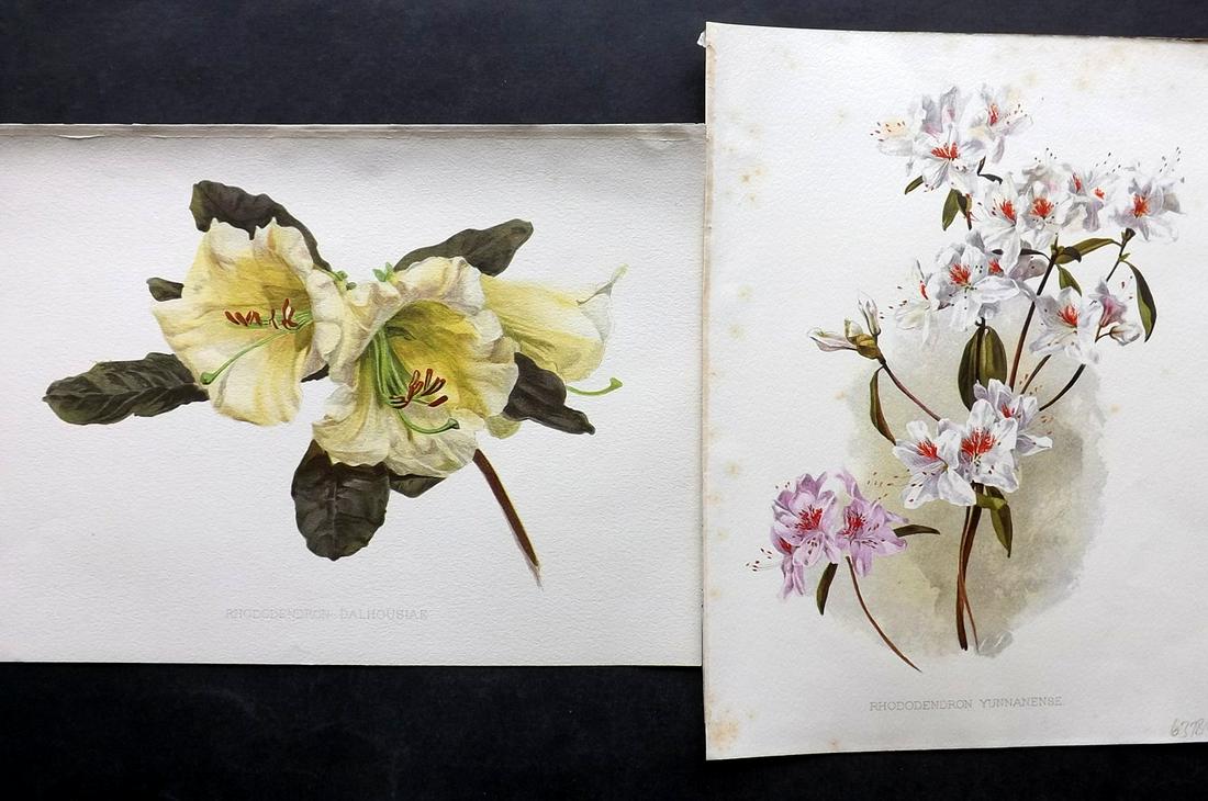 Moon, Henry 1905 Pair of Folio Botanical Prints: Chromolithographs Published 1903-05, London for "Flora and Sylva" by William Robinson. Illustrated by Henry G. Moon. Paper Size: 12.5 x 9.5 inch (32 x 24cm) Minor background toning, otherwise Good Con
