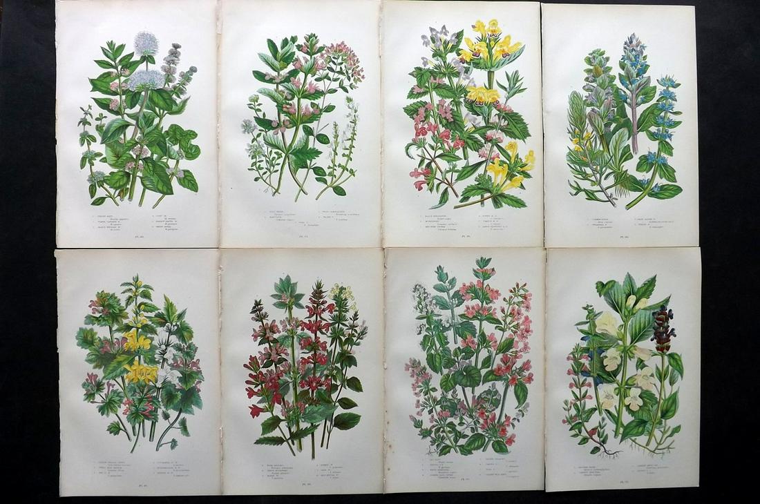 Pratt, Anne 1899 Lot of 8 Antique Botanical Prints: Chromolithographs Published 1899-1905 by Frederick Warne & Co, London for "The Flowering Plants, Grasses, Sedges & Ferns of Great Britain" by Anne Pratt. Paper Size: 9.5 x 6 inch (24 x 15cm) Good Cond
