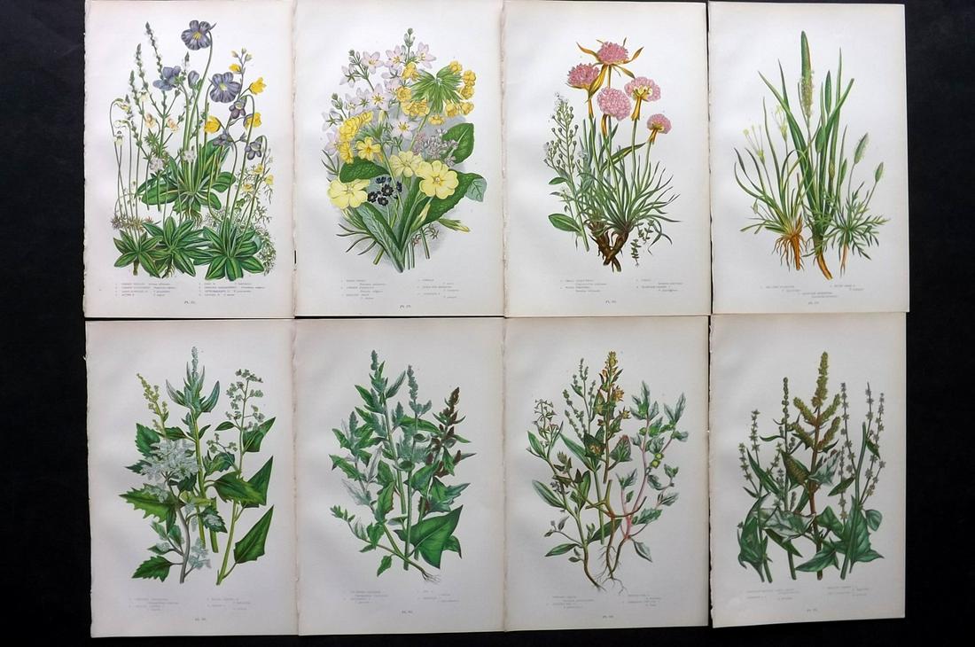 Pratt, Anne 1899 Lot of 8 Antique Botanical Prints: Chromolithographs Published 1899-1905 by Frederick Warne & Co, London for "The Flowering Plants, Grasses, Sedges & Ferns of Great Britain" by Anne Pratt. Paper Size: 9.5 x 6 inch (24 x 15cm) Good Cond
