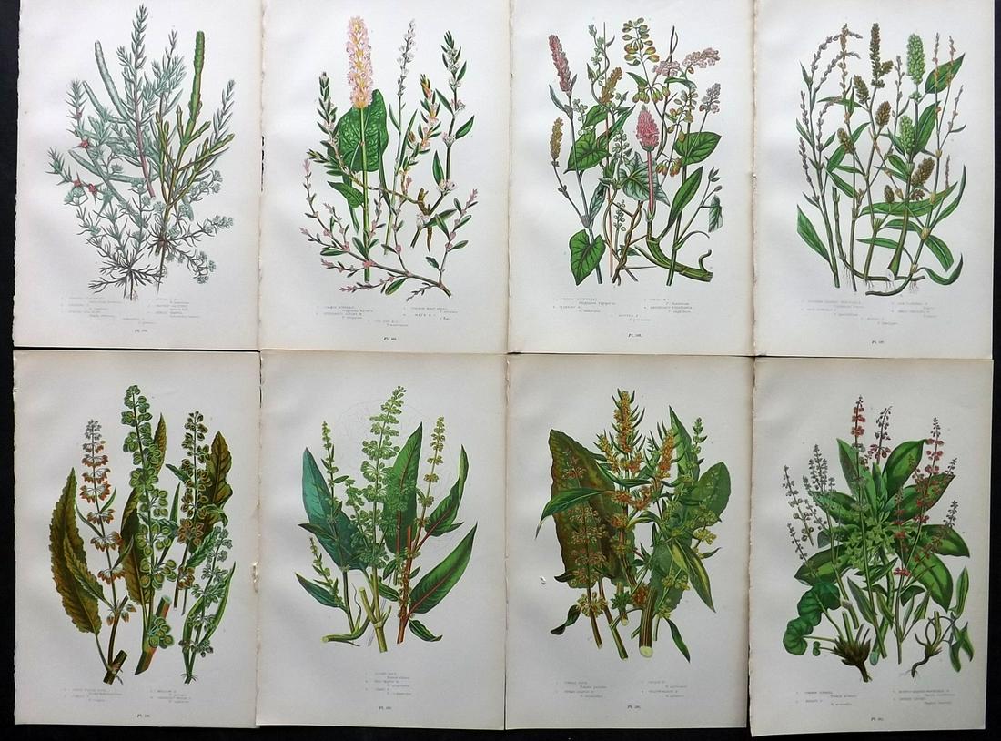 Pratt, Anne 1899 Lot of 8 Antique Botanical Prints: Chromolithographs Published 1899-1905 by Frederick Warne & Co, London for "The Flowering Plants, Grasses, Sedges & Ferns of Great Britain" by Anne Pratt. Paper Size: 9.5 x 6 inch (24 x 15cm) Good Cond