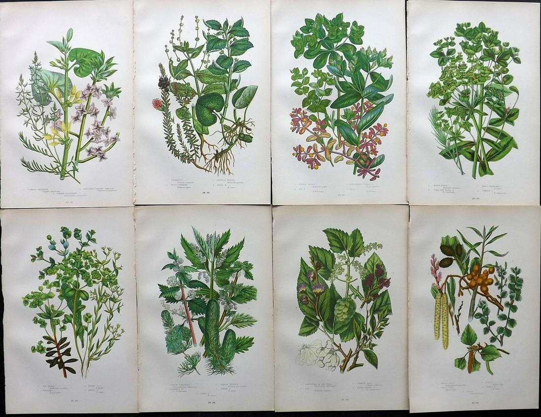 Pratt, Anne 1899 Lot of 8 Antique Botanical Prints: Chromolithographs Published 1899-1905 by Frederick Warne & Co, London for "The Flowering Plants, Grasses, Sedges & Ferns of Great Britain" by Anne Pratt. Paper Size: 9.5 x 6 inch (24 x 15cm) Good Cond