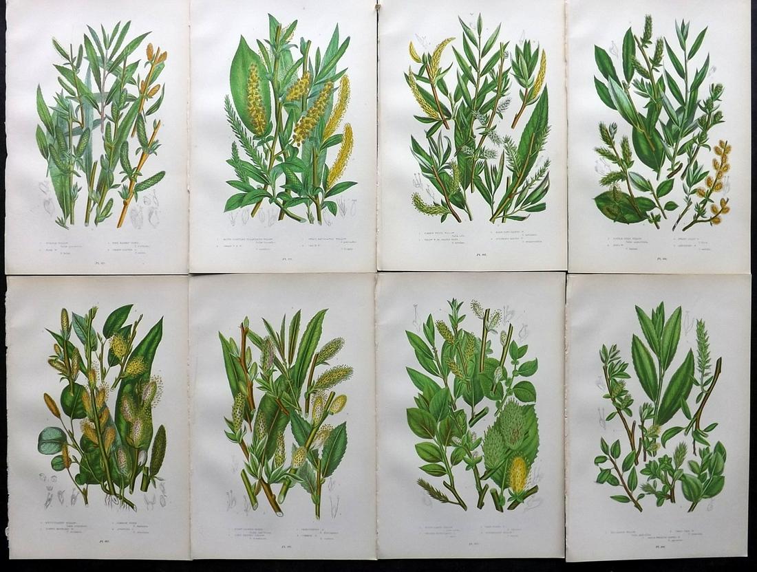 Pratt, Anne 1899 Lot of 8 Antique Botanical Prints: Chromolithographs Published 1899-1905 by Frederick Warne & Co, London for "The Flowering Plants, Grasses, Sedges & Ferns of Great Britain" by Anne Pratt. Paper Size: 9.5 x 6 inch (24 x 15cm) Good Cond
