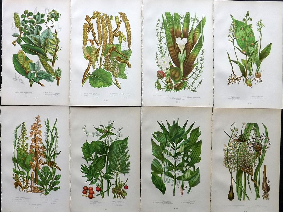 Pratt, Anne 1899 Lot of 8 Antique Botanical Prints: Chromolithographs Published 1899-1905 by Frederick Warne & Co, London for "The Flowering Plants, Grasses, Sedges & Ferns of Great Britain" by Anne Pratt. Paper Size: 9.5 x 6 inch (24 x 15cm) Good Cond
