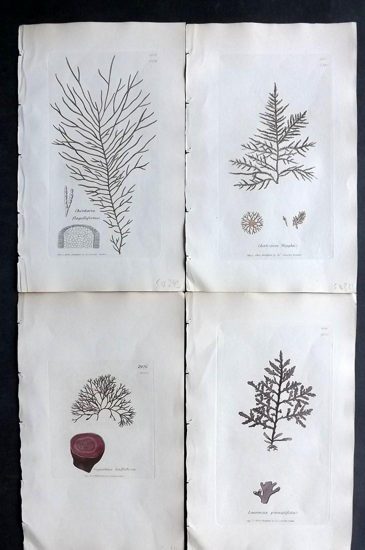 Sowerby, James C1840 Lot of 4 Hand Col Seaweed Prints: Full Hand Colored Etchings Published London, 1832-46 for "English Botany; or, Coloured Figures of British Plants…" Second Edition by James Sowerby and Edward Smith. Paper Size: 9 x 5.5 inch (23 x 14