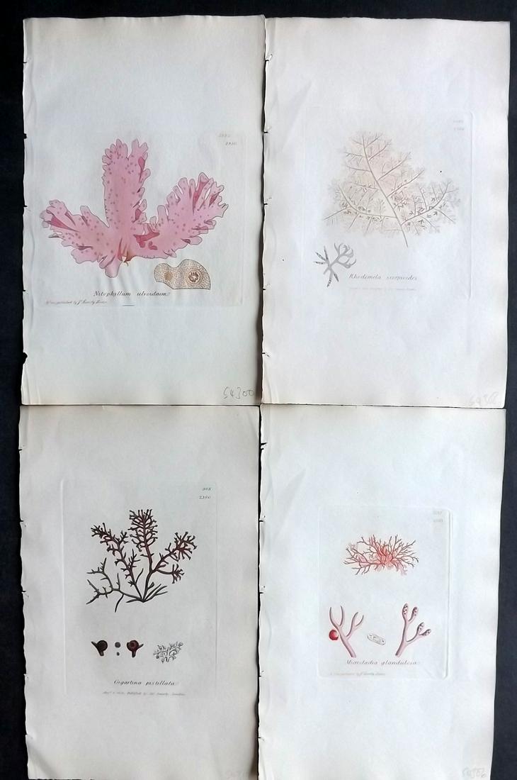 Sowerby, James C1840 Lot of 4 Hand Col Seaweed Prints: Full Hand Colored Etchings Published London, 1832-46 for "English Botany; or, Coloured Figures of British Plants…" Second Edition by James Sowerby and Edward Smith. Paper Size: 9 x 5.5 inch (23 x 14