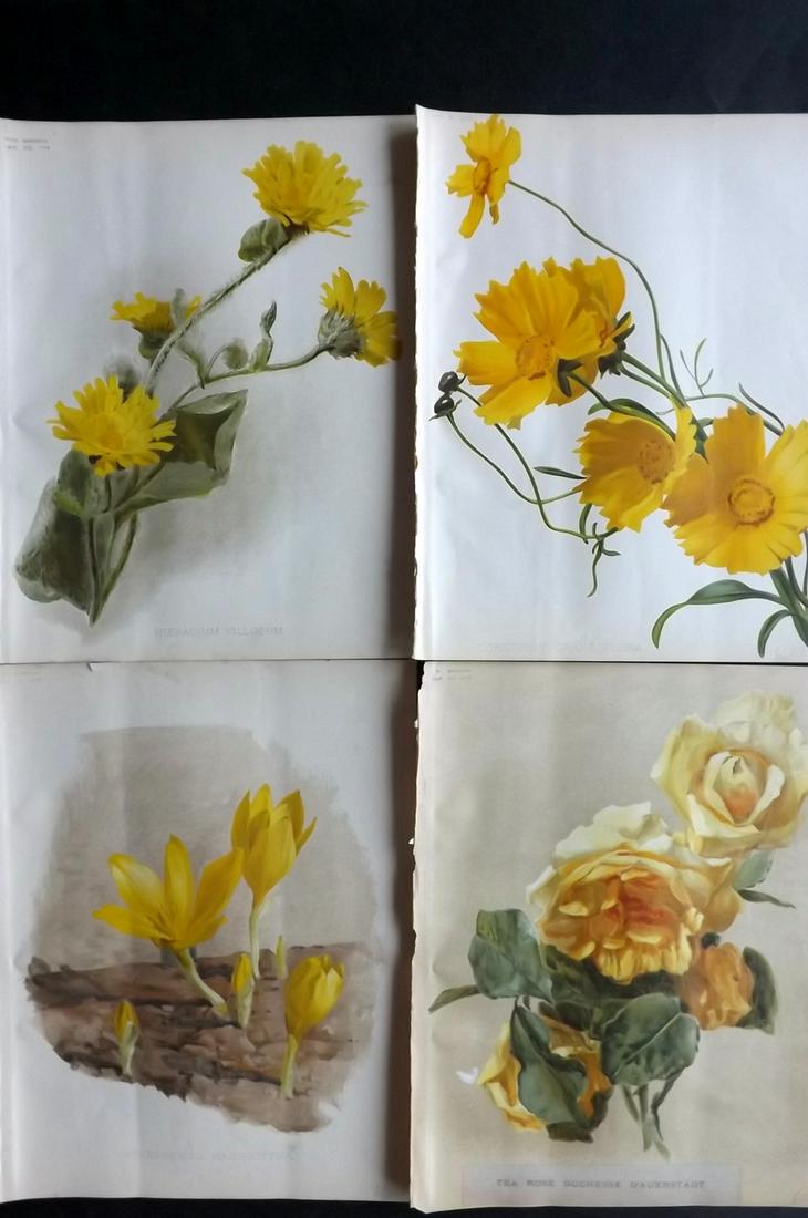The Garden 1895 Lot of 4 Botanical Prints: Chromolithographs Published 1872-1927, London for "The Garden. An Illustrated Weekly Journal of Horticulture in all its Branches" Edited by William Robinson and others. Paper Size: 11.5 x 9 inch (29 x