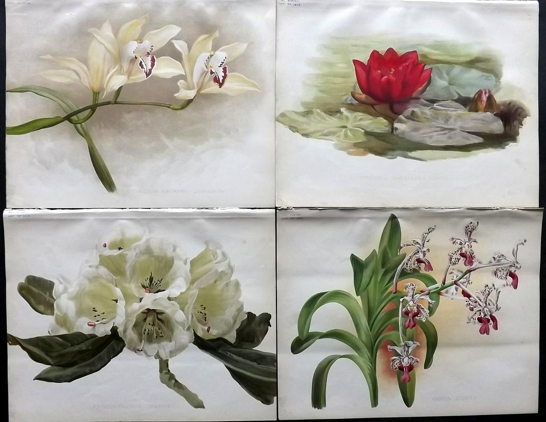 The Garden 1895 Lot of 4 Botanical Prints: Chromolithographs Published 1872-1927, London for "The Garden. An Illustrated Weekly Journal of Horticulture in all its Branches" Edited by William Robinson and others. Paper Size: 11.5 x 9 inch (29 x