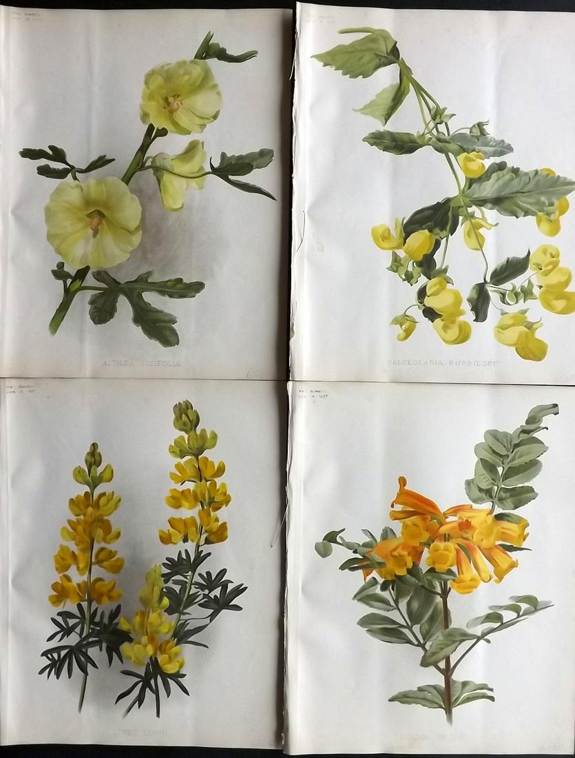 The Garden 1895 Lot of 4 Botanical Prints: Chromolithographs Published 1872-1927, London for "The Garden. An Illustrated Weekly Journal of Horticulture in all its Branches" Edited by William Robinson and others. Paper Size: 11.5 x 9 inch (29 x