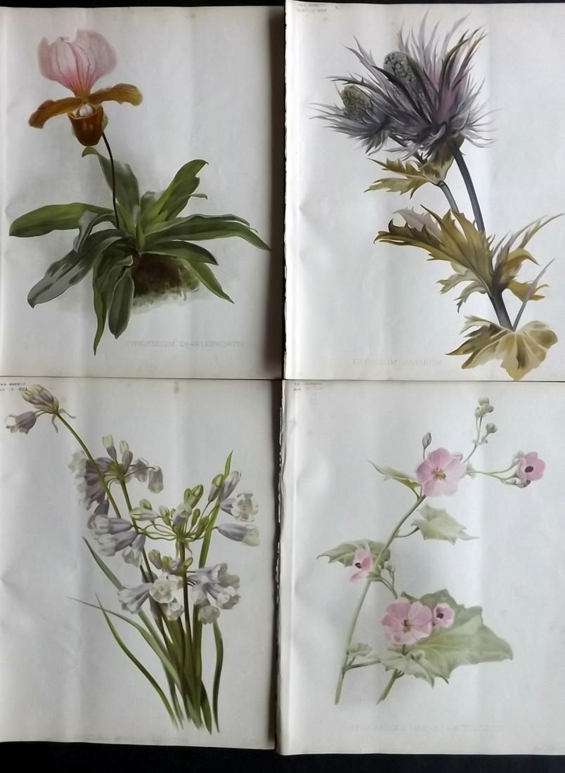 The Garden 1895 Lot of 4 Botanical Prints: Chromolithographs Published 1872-1927, London for "The Garden. An Illustrated Weekly Journal of Horticulture in all its Branches" Edited by William Robinson and others. Paper Size: 11.5 x 9 inch (29 x