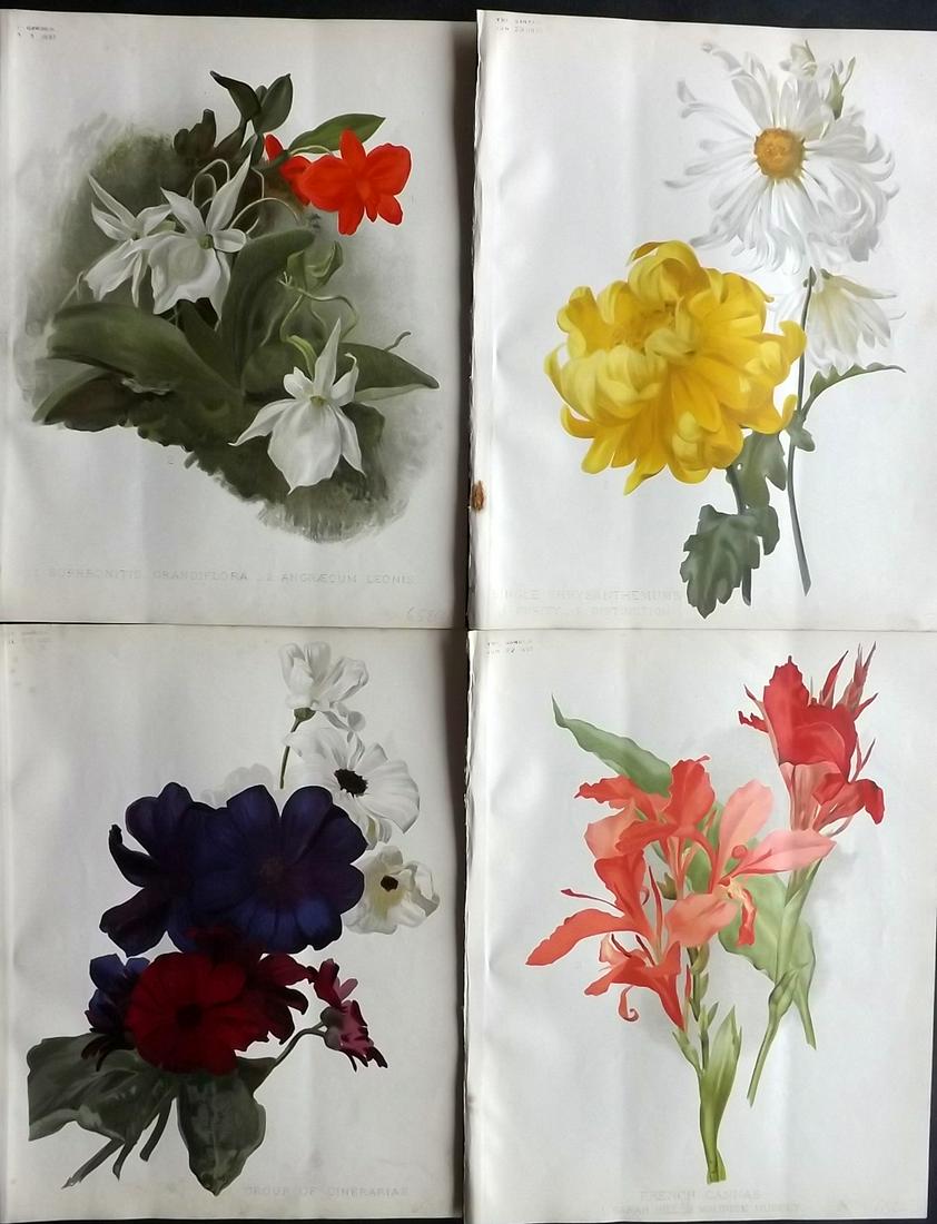 The Garden 1895 Lot of 4 Botanical Prints: Chromolithographs Published 1872-1927, London for "The Garden. An Illustrated Weekly Journal of Horticulture in all its Branches" Edited by William Robinson and others. Paper Size: 11.5 x 9 inch (29 x