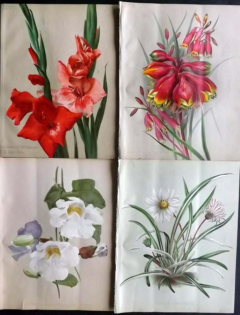 The Garden 1895 Lot of 4 Botanical Prints: Chromolithographs Published 1872-1927, London for "The Garden. An Illustrated Weekly Journal of Horticulture in all its Branches" Edited by William Robinson and others. Paper Size: 11.5 x 9 inch (29 x