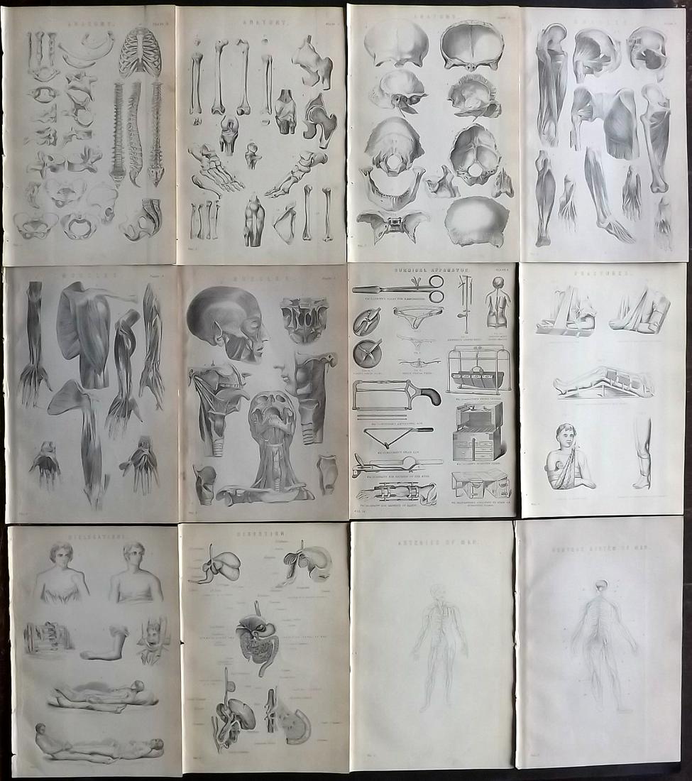 Nat. Encyclo. C1875 Lot of 12 Prints. Anatomy, Medical (1 of 2)