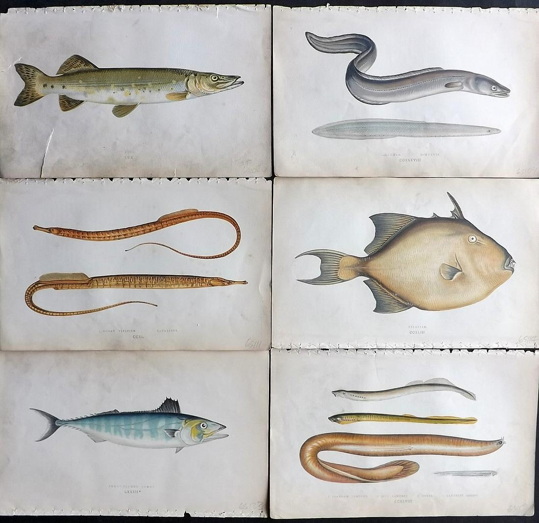 Couch, Jonathan 1865 Lot of 6 Antique Fish Prints (1 of 2)