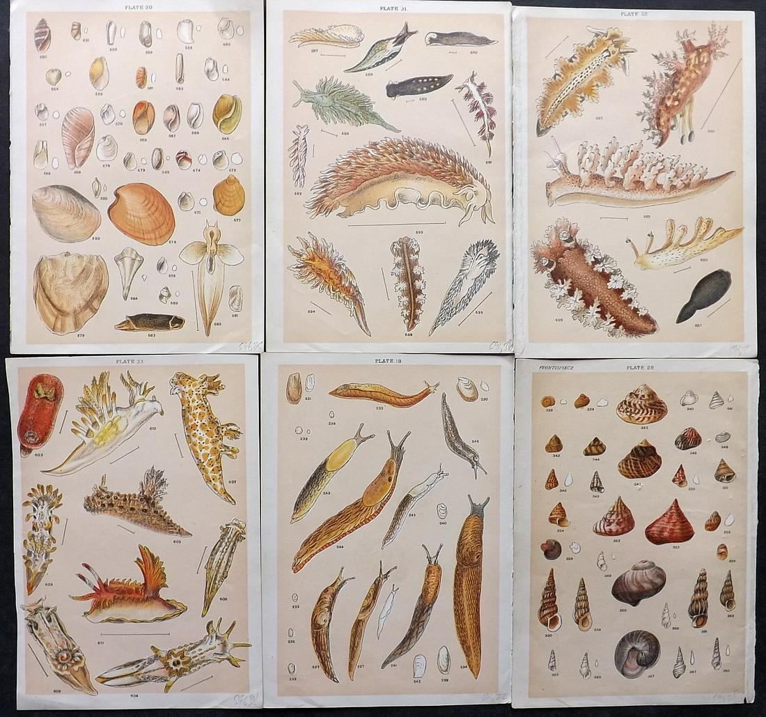 Gordon, W. J. C1900 Lot of 6 Shell & Sea Life Prints (1 of 2)