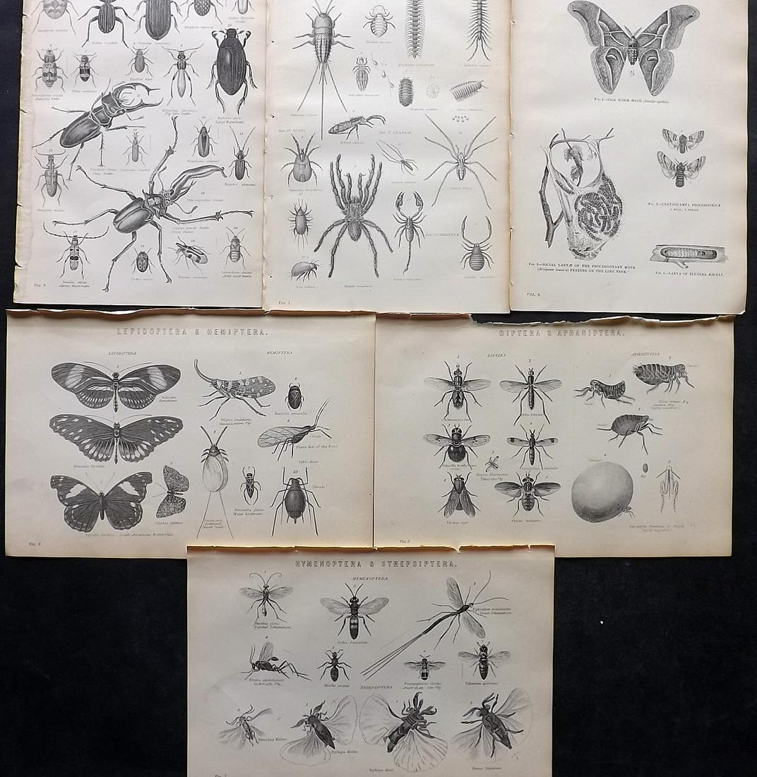 Nat. Encyclo. C1875 Lot 6 Prints. Insects, Butterflies (1 of 2)