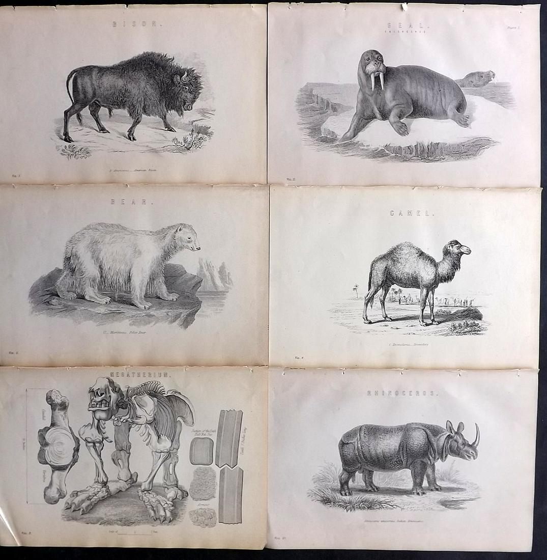 National Encyclopedia C1875 Lot of 6 Prints Big Mammals (1 of 2)