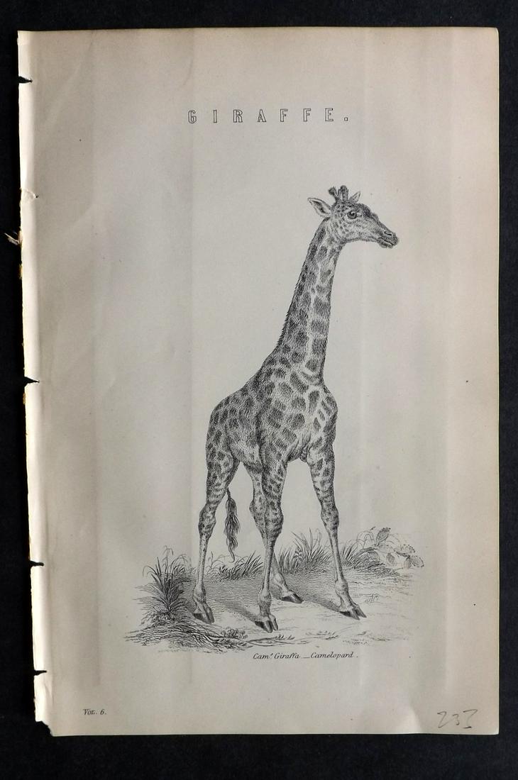 National Encyclopedia C1875 Antique Print. Giraffe (1 of 2)