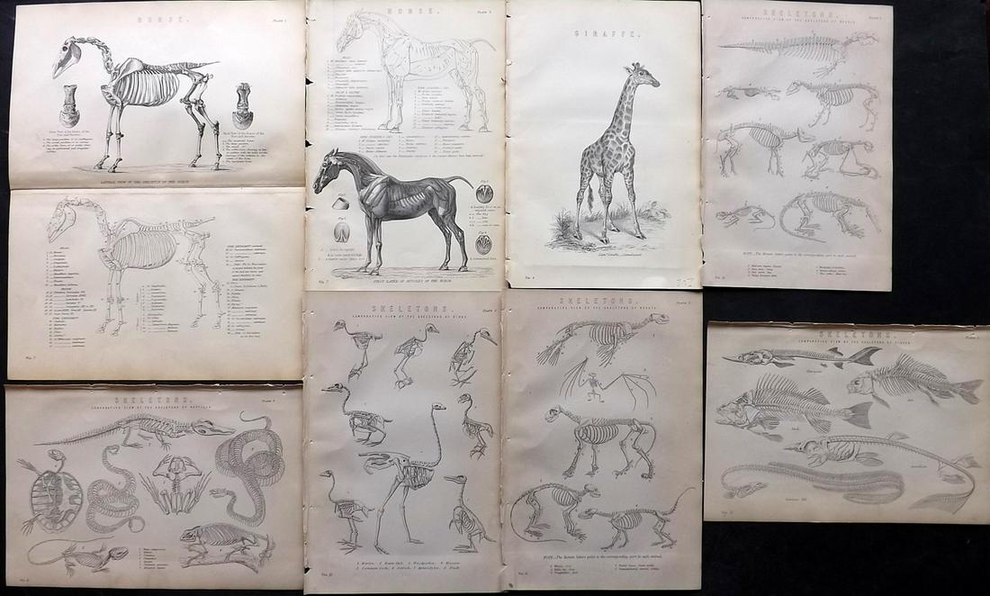 National Encyclopedia C1875 Lot of 7 Prints. Anatomy (1 of 2)