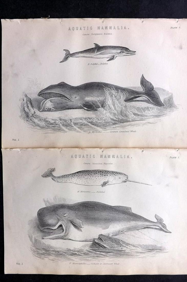 National Encyclopedia C1875 Pair of Prints. Whales etc (1 of 2)