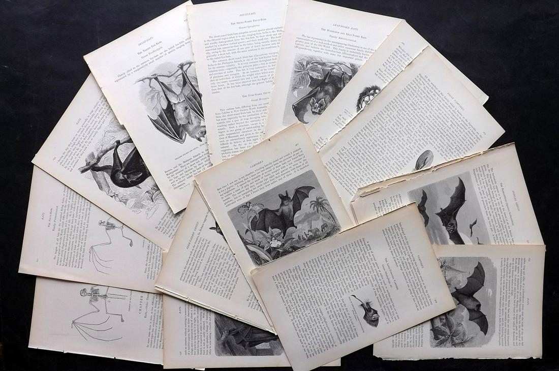 Lydekker, Richard 1895 Lot of 19 Illus. Sheets. Bats: Wood Engravings with surrounding and verso text, all relating to Bats. Published 1894-95, London for "The Royal Natural History" by Richard Lydekker. Illustrated by Smit, Keulemans, Wolf and others. P