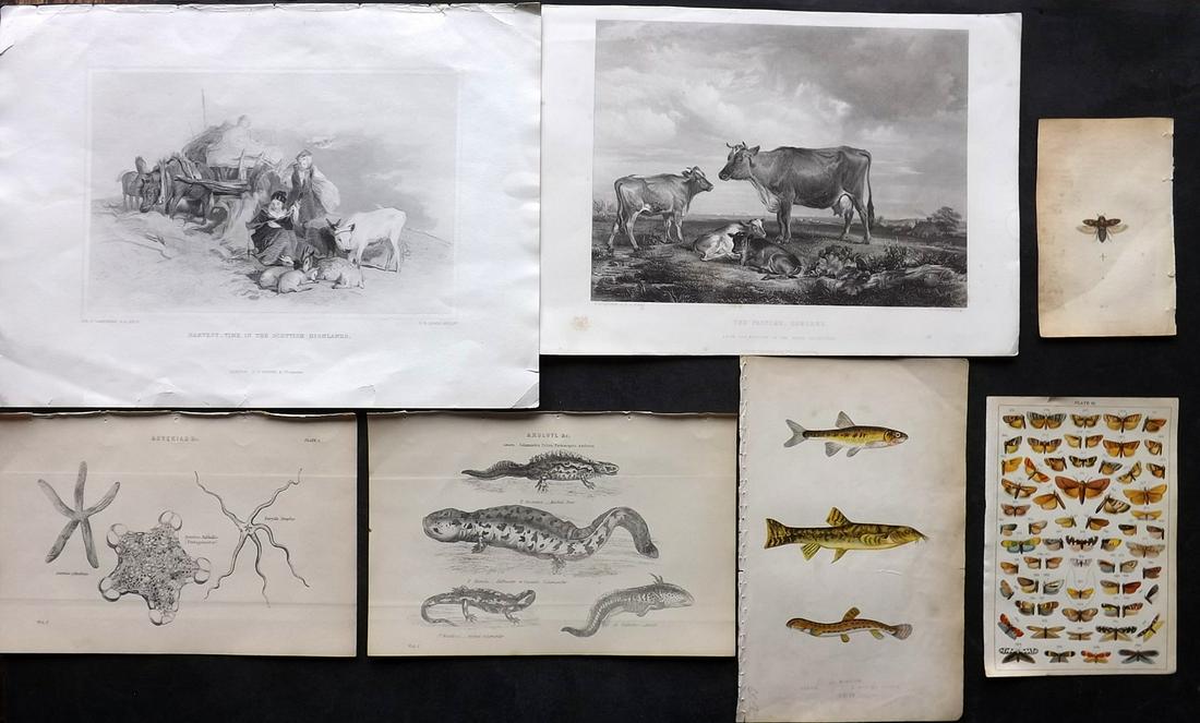 Natural History 19th Cent. Mixed Lot of 7 Prints: Engravings and Lithographs. Examples by Couch, Samouelle, National Encyclopedia, Gordon, Art Journal and Landseer. Paper Size: Up to 14.5 x 10.5 inch (37 x 27cm) Some small faults in parts, otherwise 