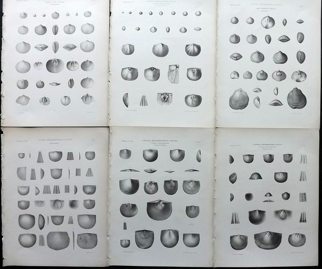 Paleontology New-York 1867 Lot 6 Fossil Shell Prints (1 of 2)