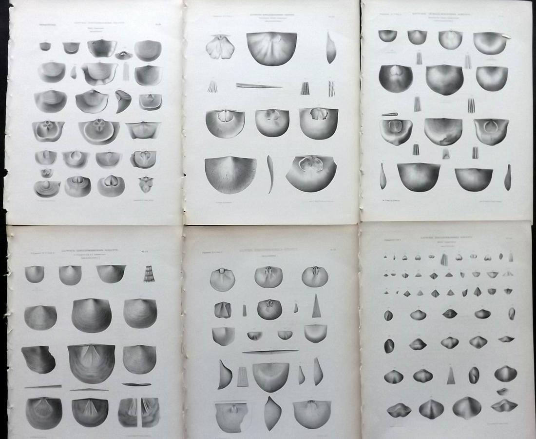Paleontology New-York 1867 Lot 6 Fossil Shell Prints: Lithographs Published 1867, Albany for the "Palaeontology of New-York" by James Hall. Part of the "Natural History of New York" series. Paper Size: 11.5 x 9 inch (29 x 23cm) Good Condition