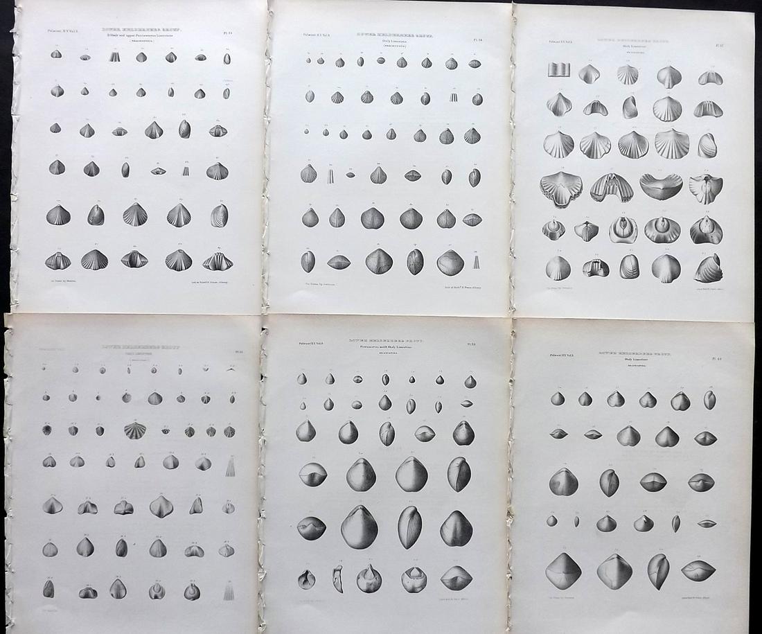 Paleontology New-York 1867 Lot 6 Fossil Shell Prints: Lithographs Published 1867, Albany for the "Palaeontology of New-York" by James Hall. Part of the "Natural History of New York" series. Paper Size: 11.5 x 9 inch (29 x 23cm) Good Condition