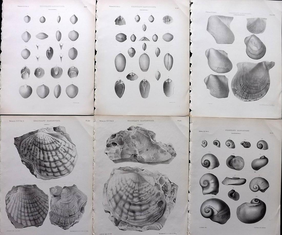 Paleontology New-York 1867 Lot 6 Fossil Shell Prints (1 of 2)