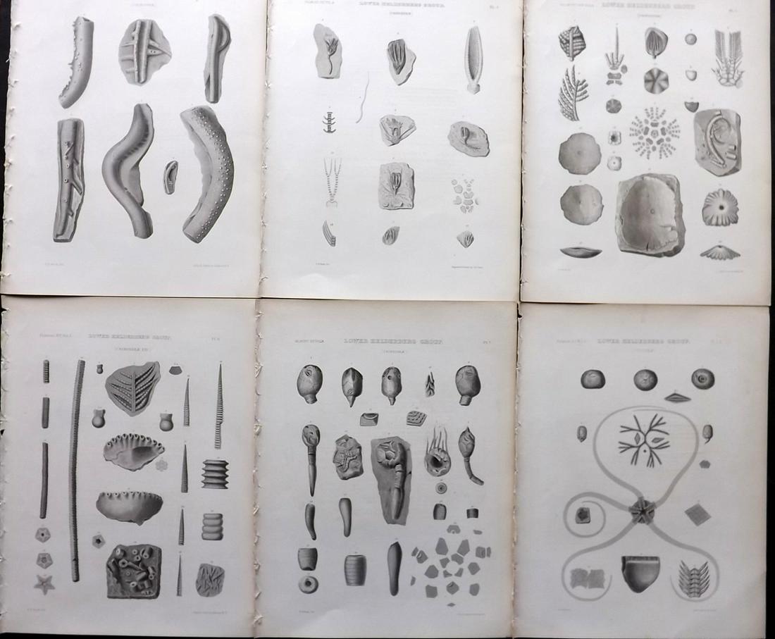 Paleontology New-York 1867 Lot 6 Fossil Shell Prints: Lithographs Published 1867, Albany for the "Palaeontology of New-York" by James Hall. Part of the "Natural History of New York" series. Paper Size: 11.5 x 9 inch (29 x 23cm) Good Condition