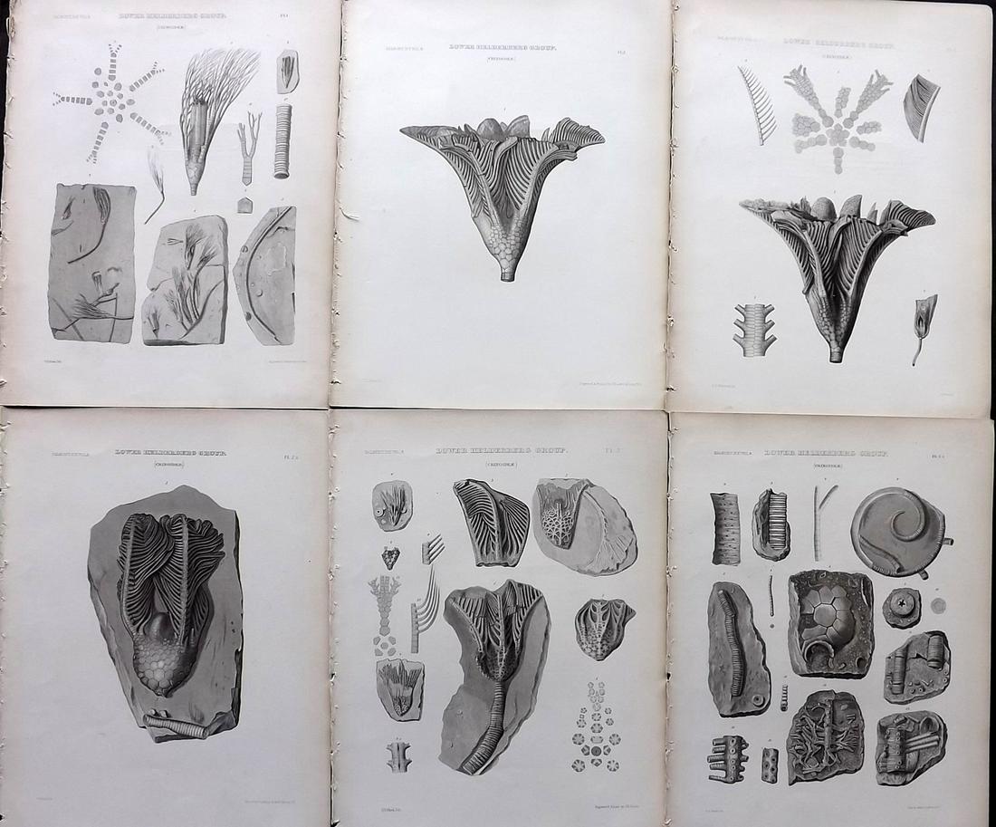 Paleontology New-York 1867 Lot 6 Fossil Shell Prints (1 of 2)