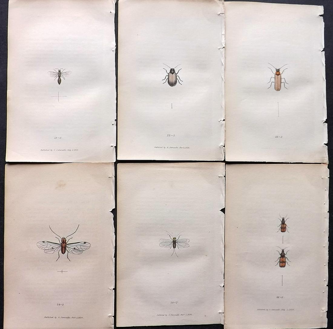 Samouelle, George 1841 Lot of 6 Hand Col Insect Prints (1 of 2)