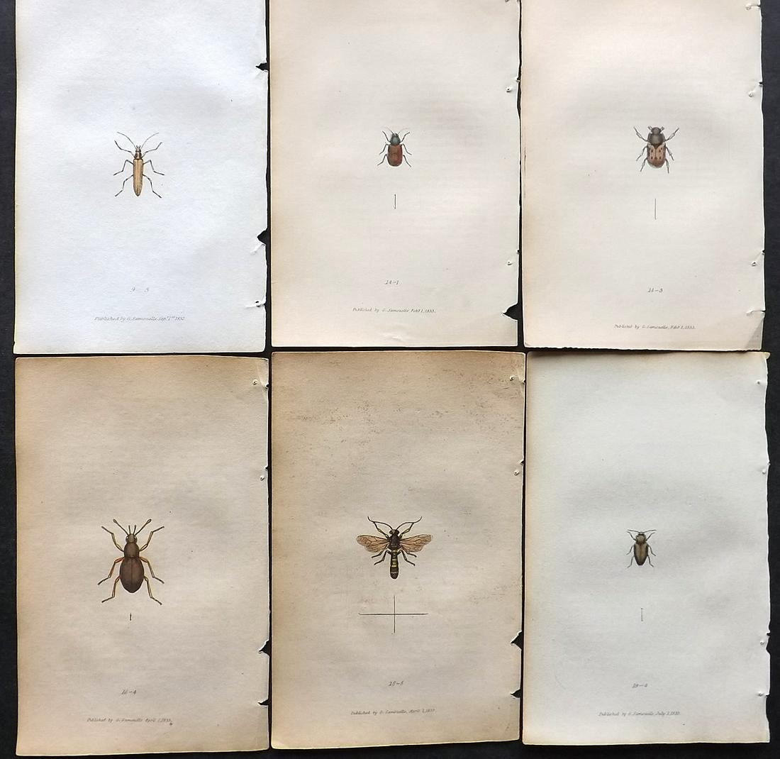 Samouelle, George 1841 Lot of 6 Hand Col Insect Prints (1 of 2)