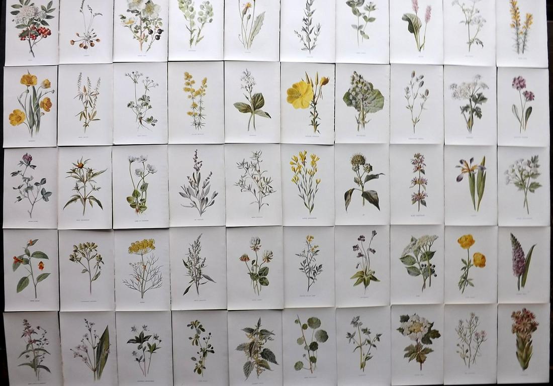 Hulme, Edward C1900 Lot of 50 Botanical Prints (1 of 8)