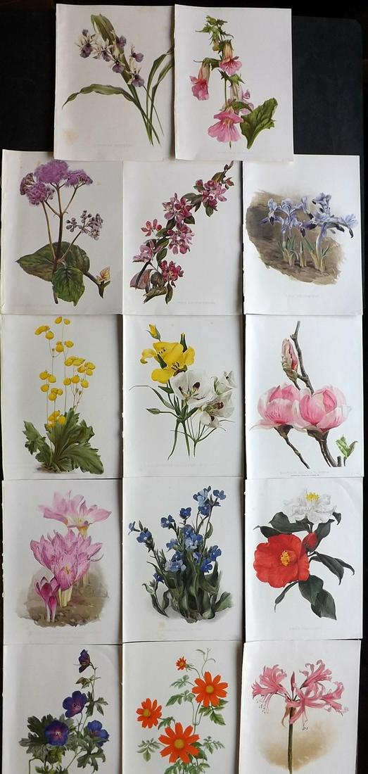 Moon, Henry 1905 Lot of 14 Folio Botanical Prints (1 of 4)