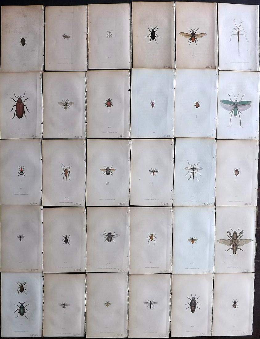 Samouelle, George 1841 Lot of 30 Hand Col Insect Prints (1 of 10)