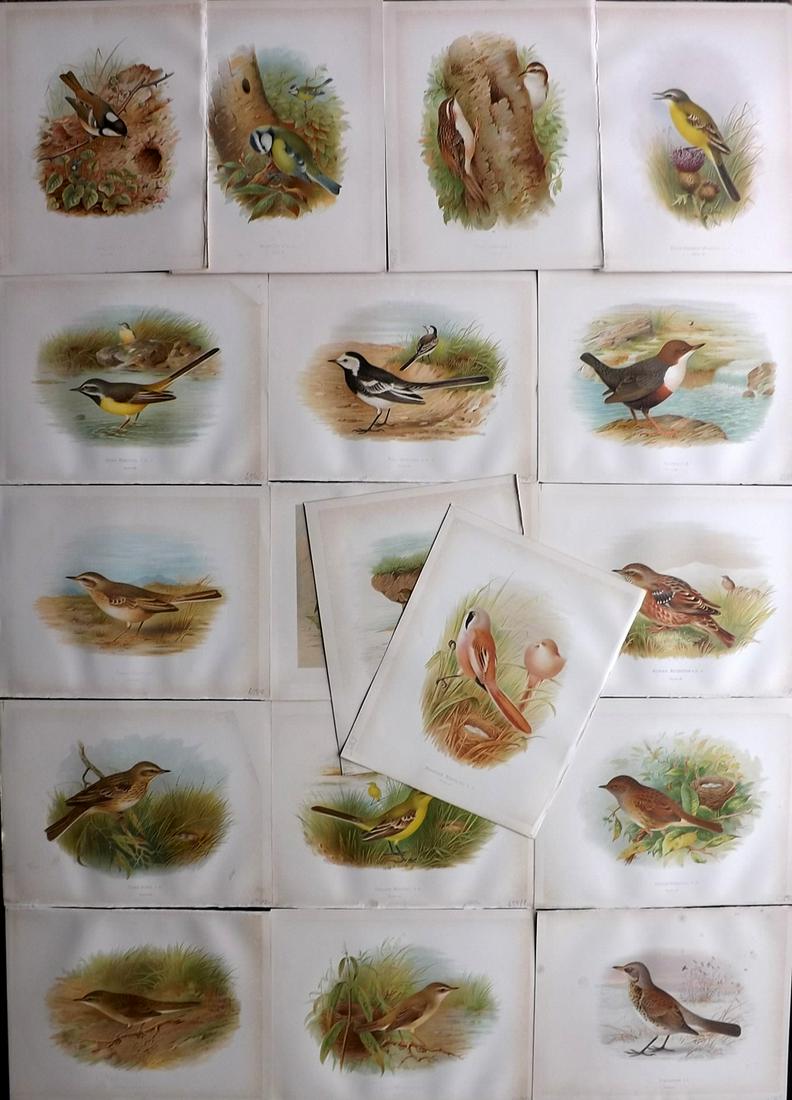 Butler, Arthur 1908 Lot of 18 Antique Bird Prints (1 of 8)