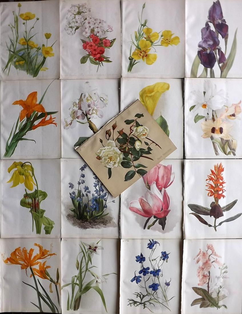 The Garden 1895 Lot of 17 Botanical Prints: Chromolithographs Published 1872-1927, London for "The Garden. An Illustrated Weekly Journal of Horticulture in all its Branches" Edited by William Robinson and others. Paper Size: 11.5 x 9 inch (29 x