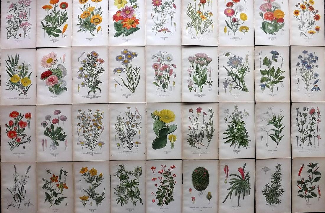 Step, Edward 1897 Lot of 36 Botanical Prints (1 of 7)