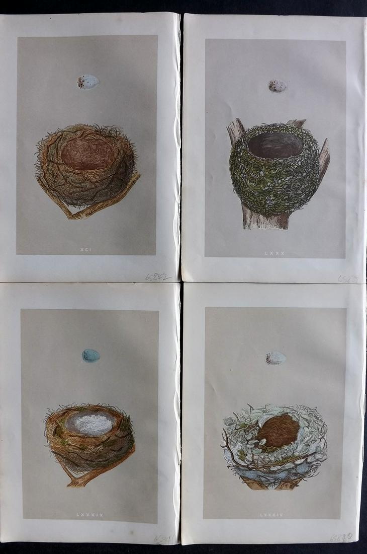 Morris, Francis 1875 Lot of 4 Antique Bird Nest Prints: Woodblocks Published 1875 by John C. Nimmo, London for "A Natural History of the Nests and Eggs of British Birds" By the Rev. Francis Orpen Morris, printed Benjamin Fawcett. Printed in colours and fin