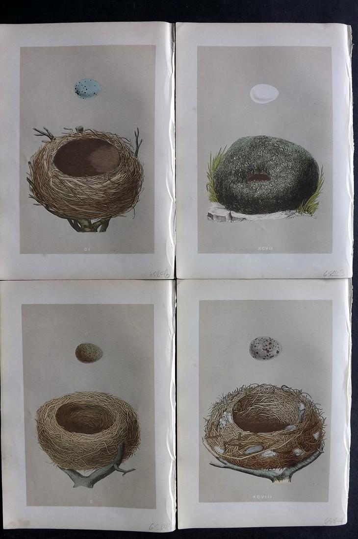 Morris, Francis 1875 Lot of 4 Antique Bird Nest Prints: Woodblocks Published 1875 by John C. Nimmo, London for "A Natural History of the Nests and Eggs of British Birds" By the Rev. Francis Orpen Morris, printed Benjamin Fawcett. Printed in colours and fin