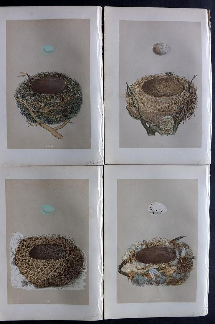 Morris, Francis 1875 Lot of 4 Antique Bird Nest Prints: Woodblocks Published 1875 by John C. Nimmo, London for "A Natural History of the Nests and Eggs of British Birds" By the Rev. Francis Orpen Morris, printed Benjamin Fawcett. Printed in colours and fin
