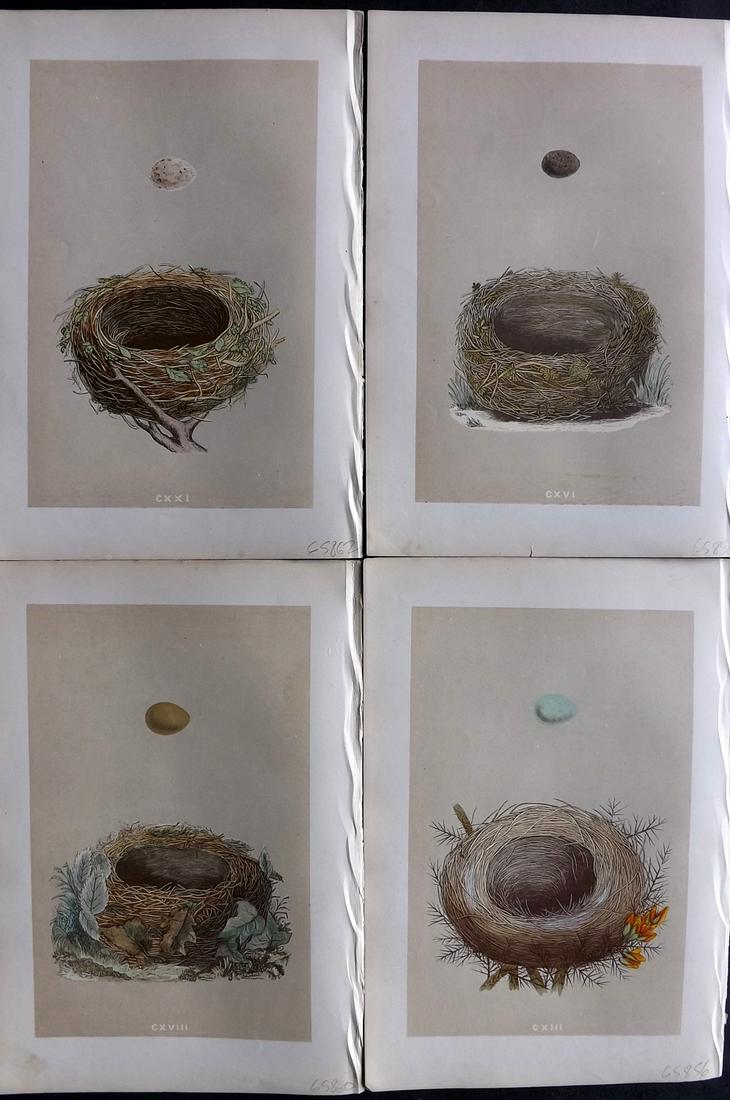 Morris, Francis 1875 Lot of 4 Antique Bird Nest Prints: Woodblocks Published 1875 by John C. Nimmo, London for "A Natural History of the Nests and Eggs of British Birds" By the Rev. Francis Orpen Morris, printed Benjamin Fawcett. Printed in colours and fin
