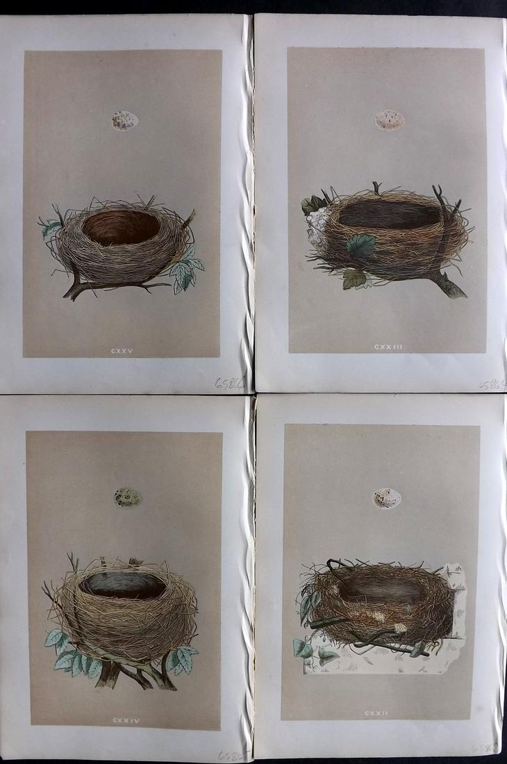 Morris, Francis 1875 Lot of 3 Antique Bird Nest Prints: Woodblocks Published 1875 by John C. Nimmo, London for "A Natural History of the Nests and Eggs of British Birds" By the Rev. Francis Orpen Morris, printed Benjamin Fawcett. Printed in colours and fin