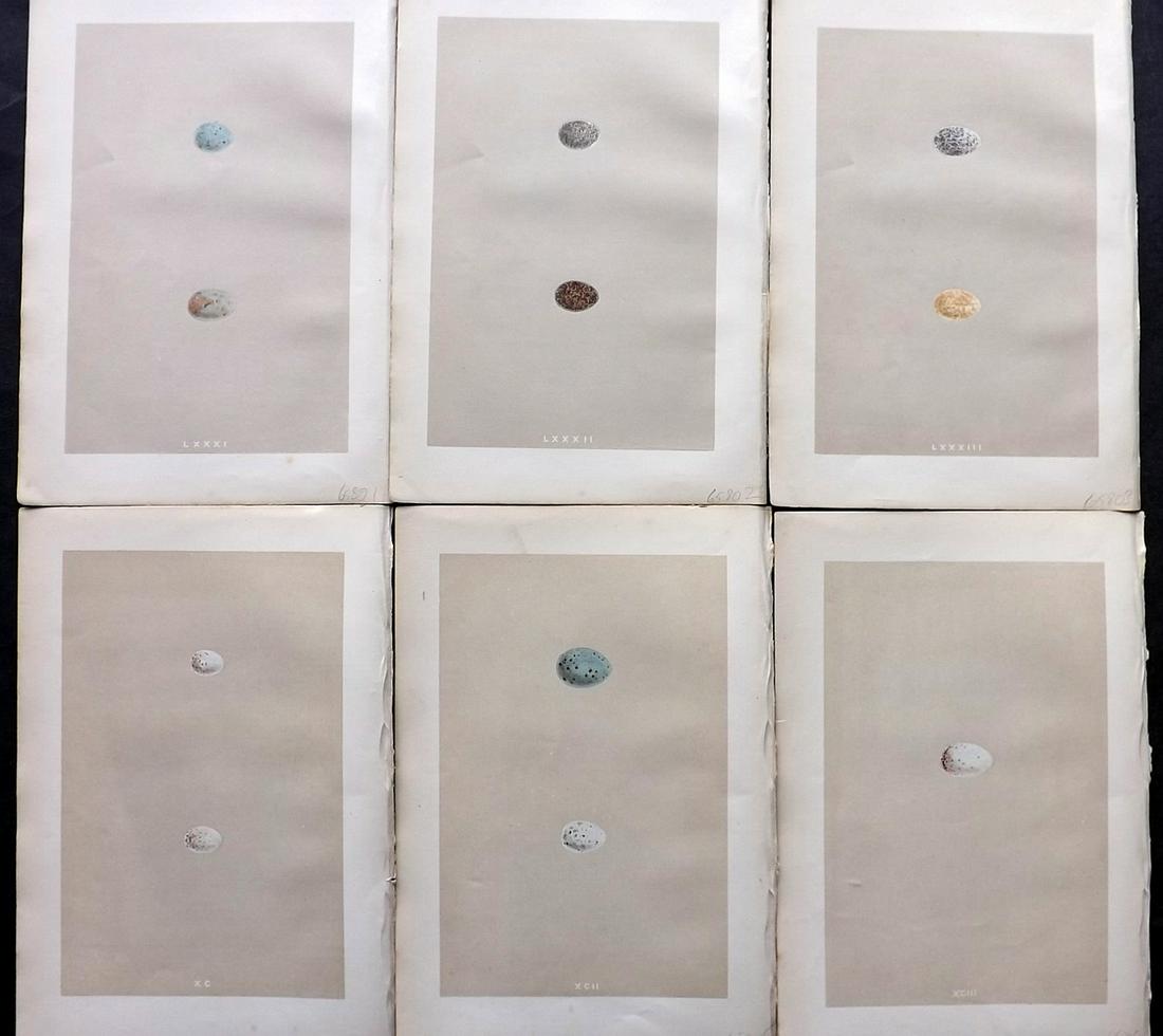 Morris, Francis 1875 Lot of 6 Antique Bird Egg Prints: Woodblocks Published 1875 by John C. Nimmo, London for "A Natural History of the Nests and Eggs of British Birds" By the Rev. Francis Orpen Morris, printed Benjamin Fawcett. Printed in colours and fin